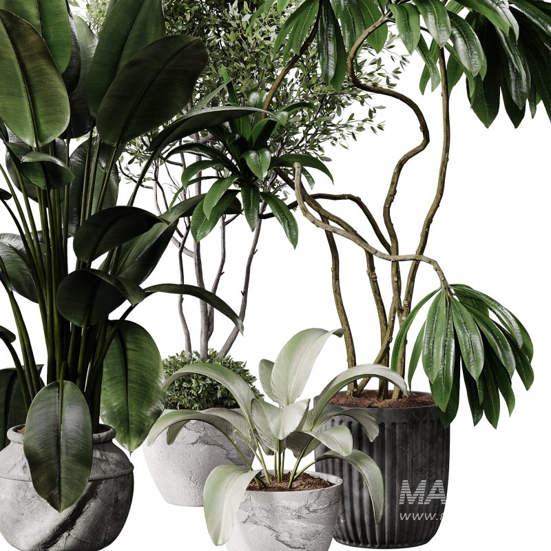 indoor plants 108 – plant collections in pot - Image 2