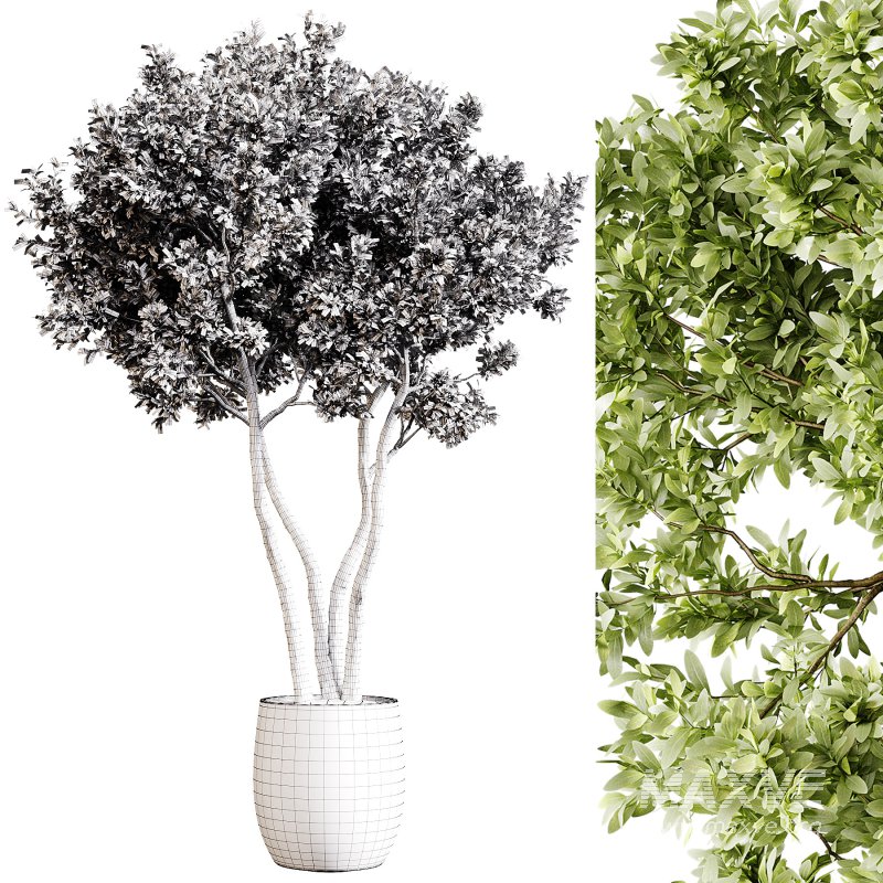 Indoor plants 78 – Plant in pot - Image 2