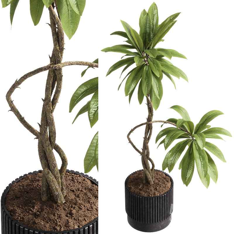 indoor plants – 58 plant in pot - Image 1