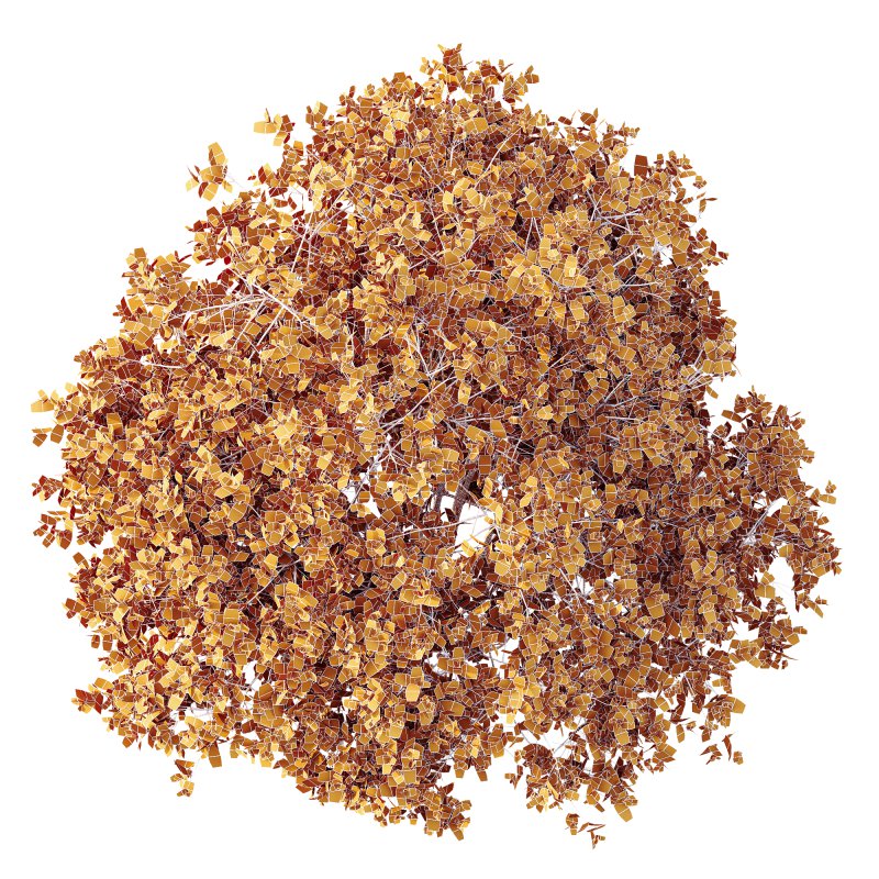 AV Plant Pittosporum Tobira Tenuifolium Shrub Buxus Semperviren Japanese Cheesewood02 - Image 3