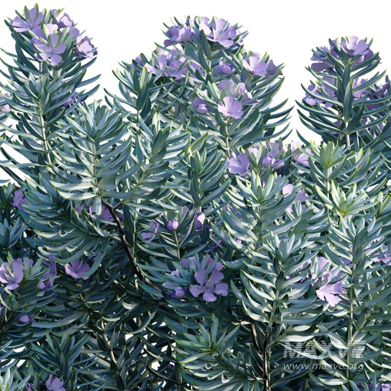 Westringia fruticosa – Coast Rosemary 02 - Image 2