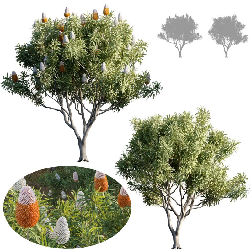 Banksia prionotes – Acorn banksia 01 - Image 1