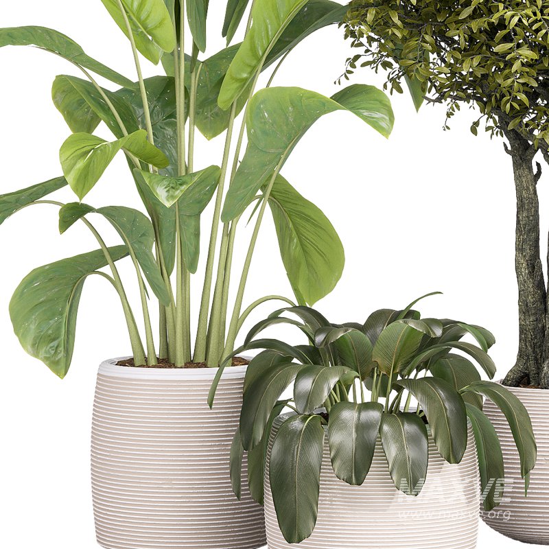 Indoor Collection plants 04 - Image 1