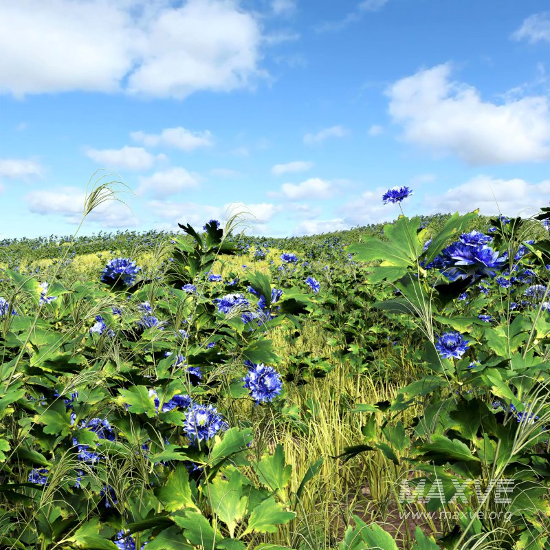 meadow (spring) - Image 3