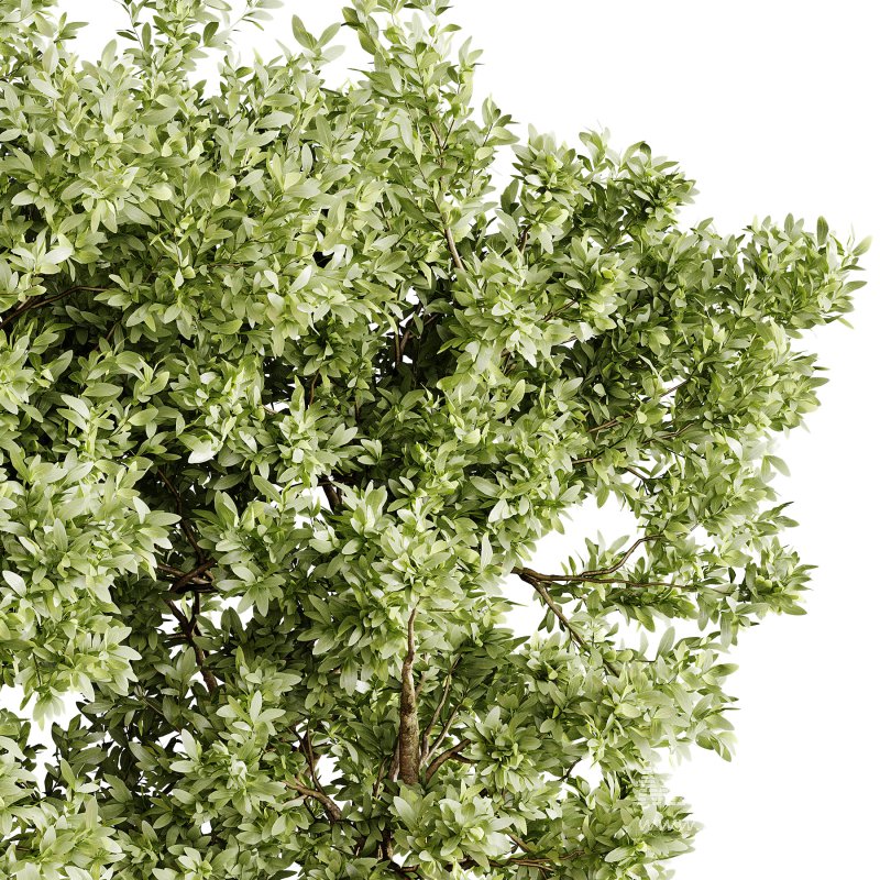 Indoor plants 78 – Plant in pot - Image 1