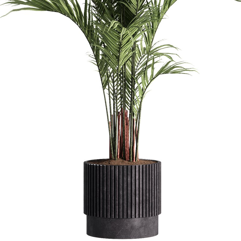 indoor plants – 30 plant in pot - Image 4