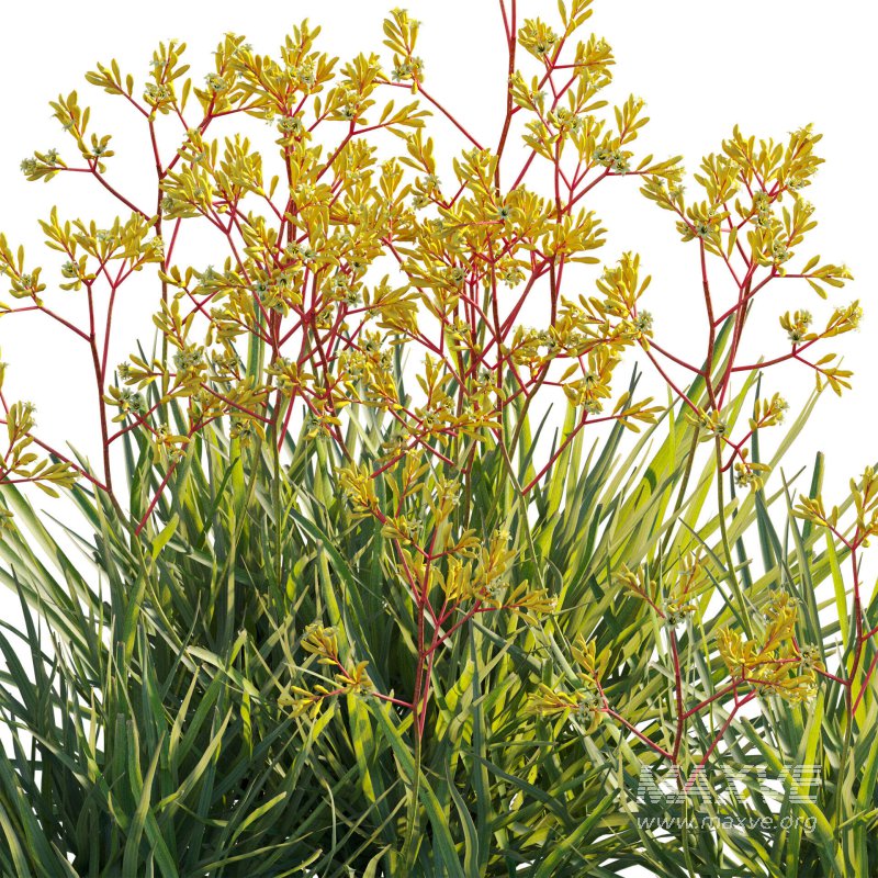 Anigozanthos flavidus – Kangaroo Paw 01 - Image 5