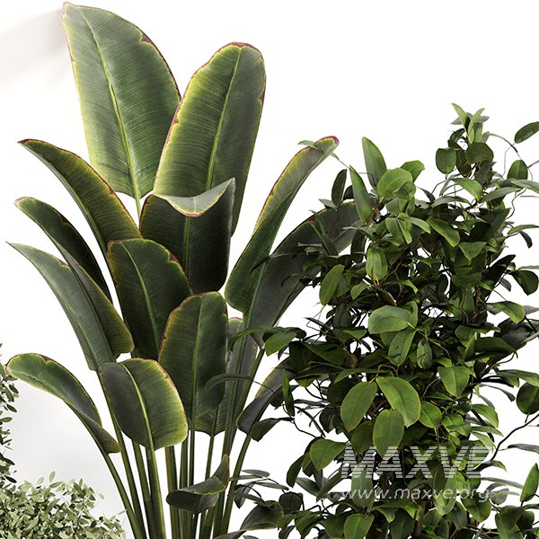 Indoor Plant Set 0154 - Image 3