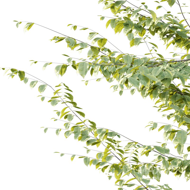 Fagus Grandifolia Tree 07 - Image 3