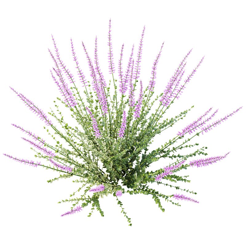 AV Plant Calluna Vulgaris Helena Summer Broom Heather Garden Girls01 - Image 1