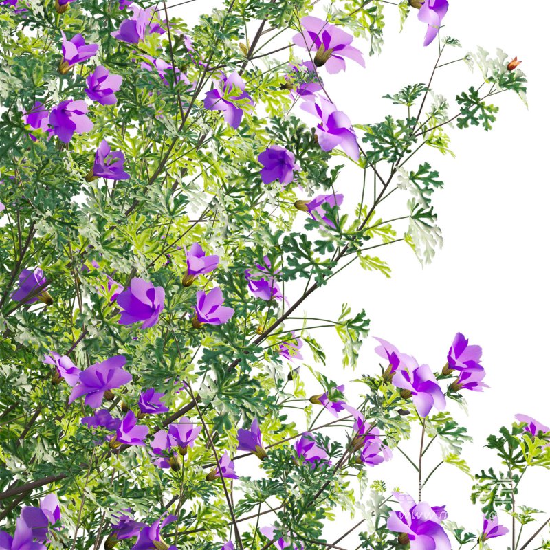 Alyogyne huegelii – Blue Hibiscus 01 - Image 4