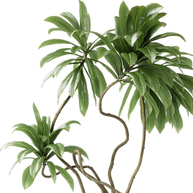 Indoor plants 115 – Plant in pot - Image 4