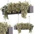 Indoor plants – 35 hanging indoor Plants - Thumbnail 4