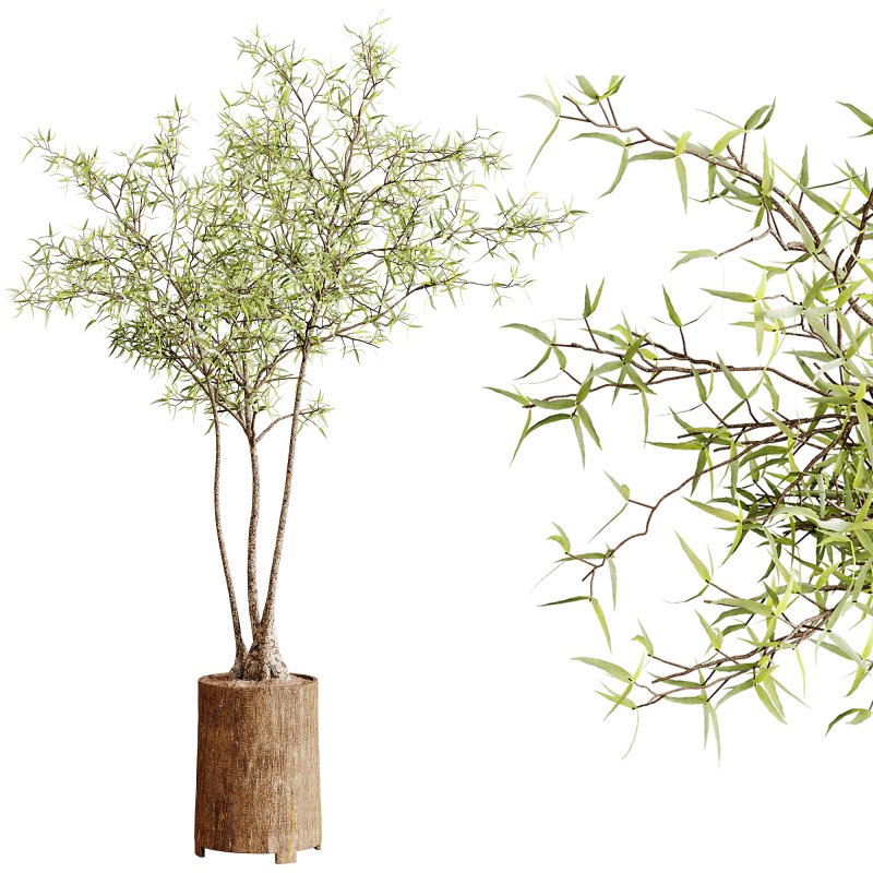 Indoor plants 100 – Plant in pot - Image 1