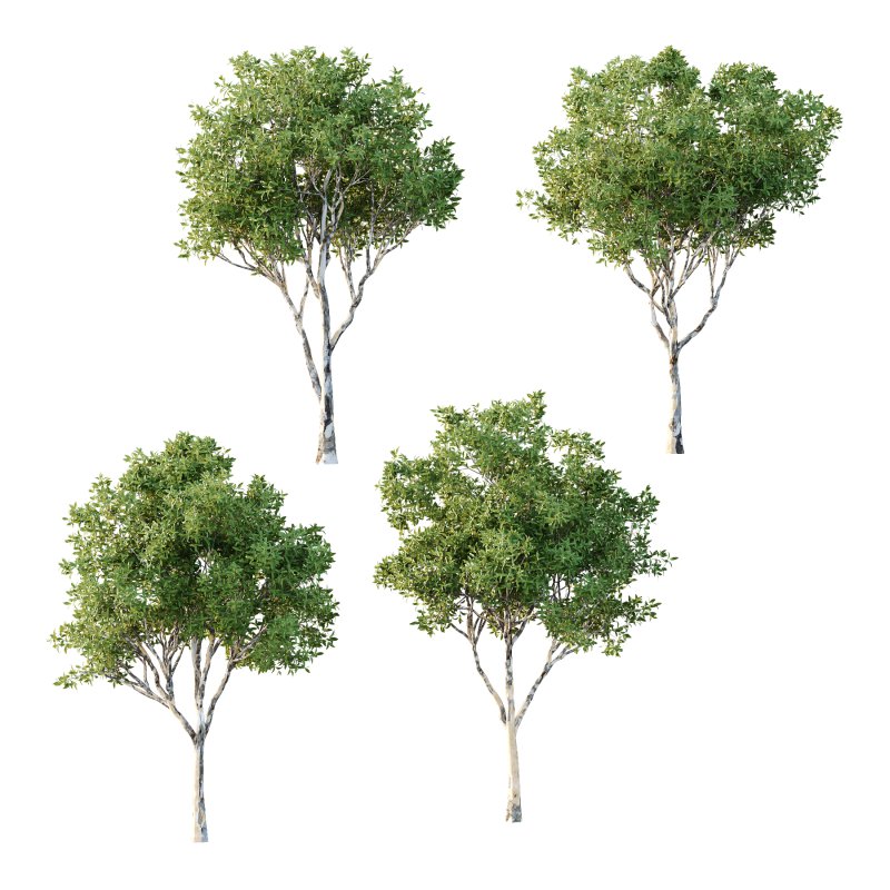 Sydney Blue Gum Tree 03 - Image 1