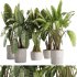 indoor plants – 36 plant collections in pot_corona - Thumbnail 4
