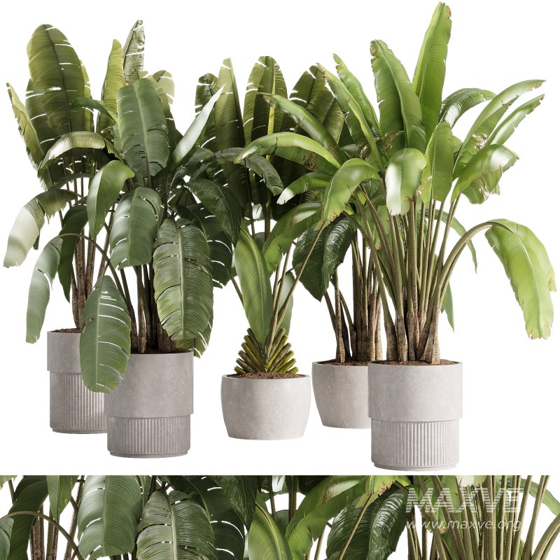 indoor plants – 36 plant collections in pot_corona - Image 4