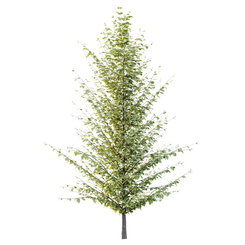 Fagus Grandifolia Tree 05 - Image 5