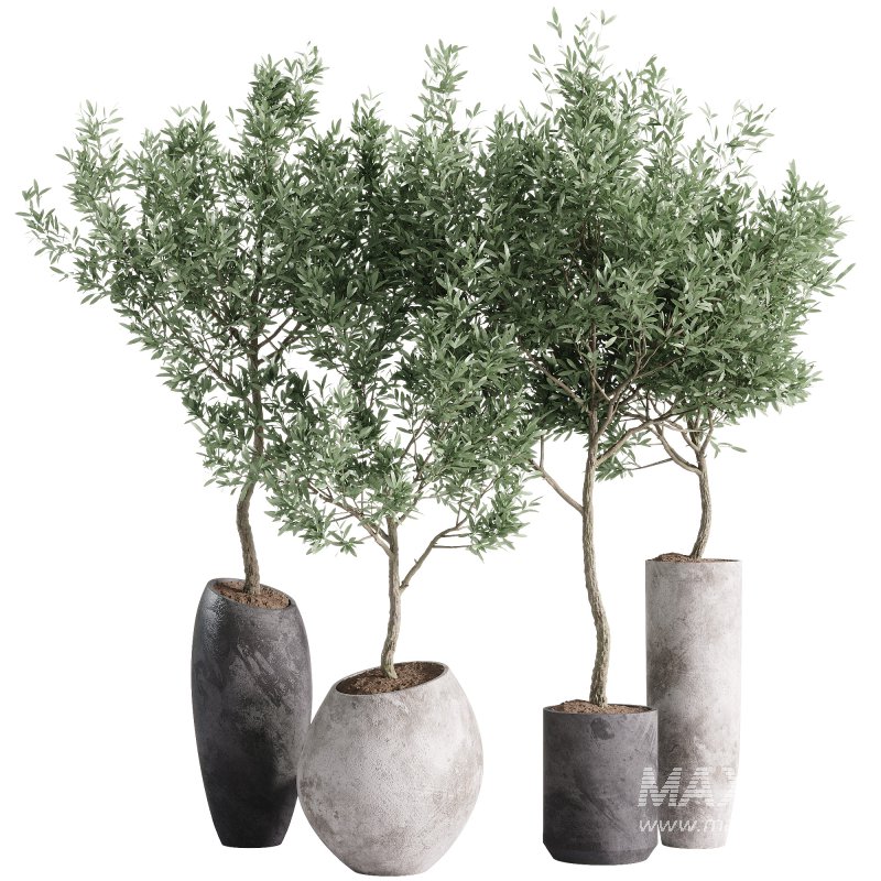 indoor plants – 55 plant in pot - Image 4