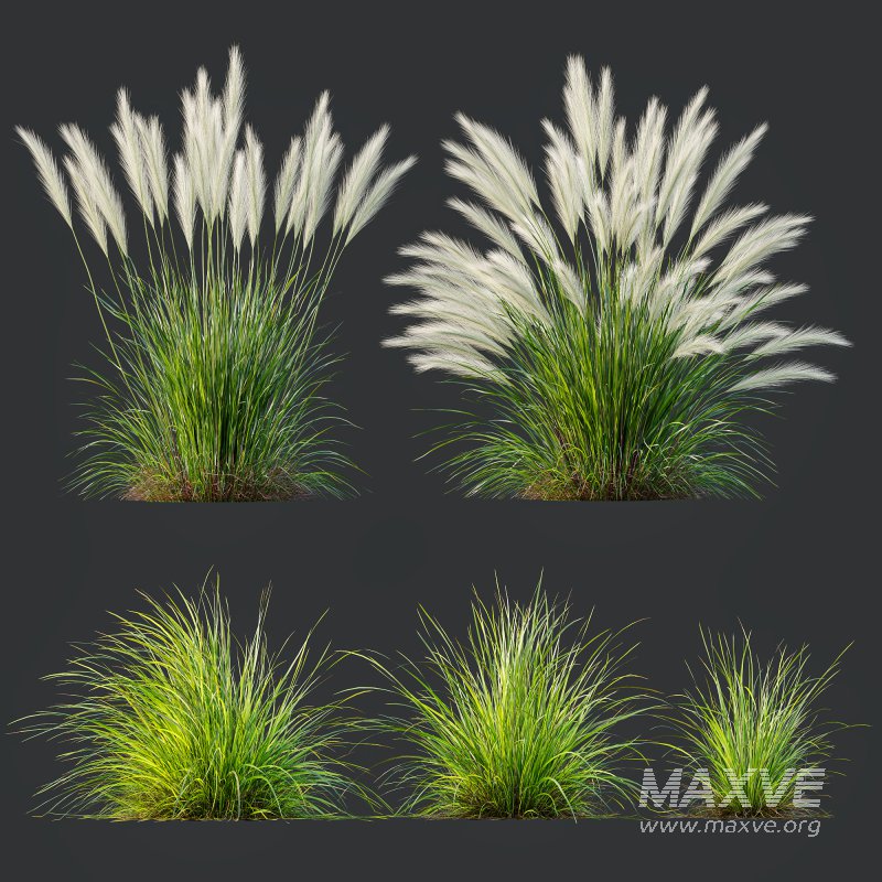 ntal grasses—**Nassella tenuissima**, also known as Mexican Feather Grass, and **Carex elata ‘Aurea’**, a golden sedge celebrated for its radiant chartreuse foliage. - Image 8