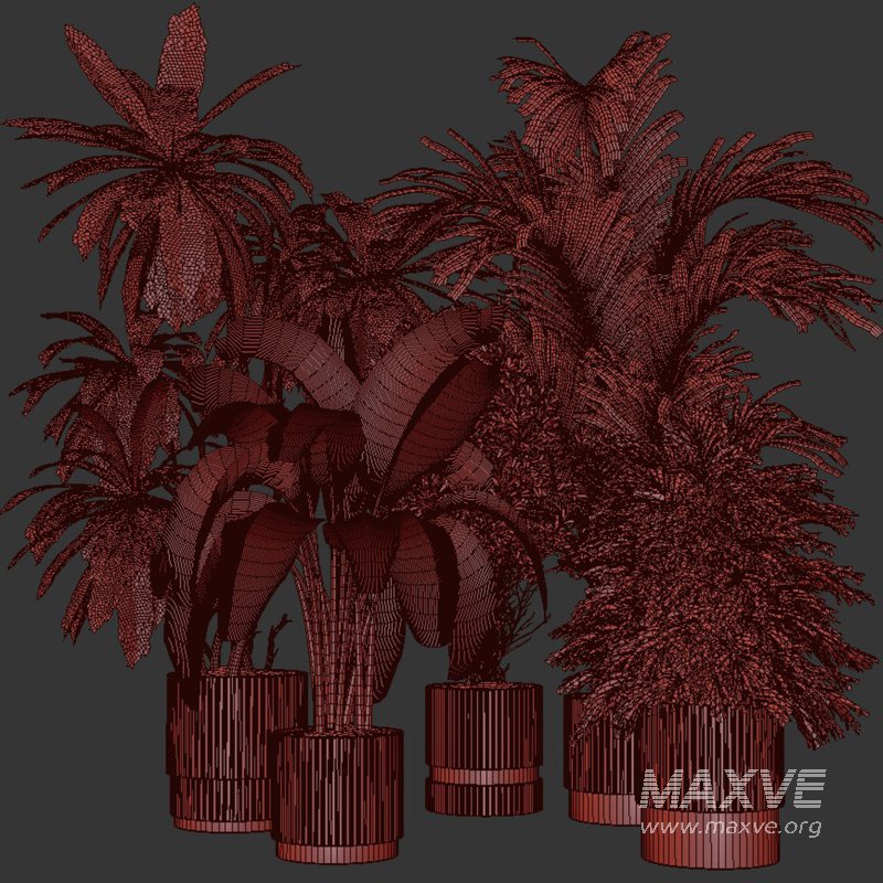 Indoor Plants collection – 72 Plants in pot - Image 1