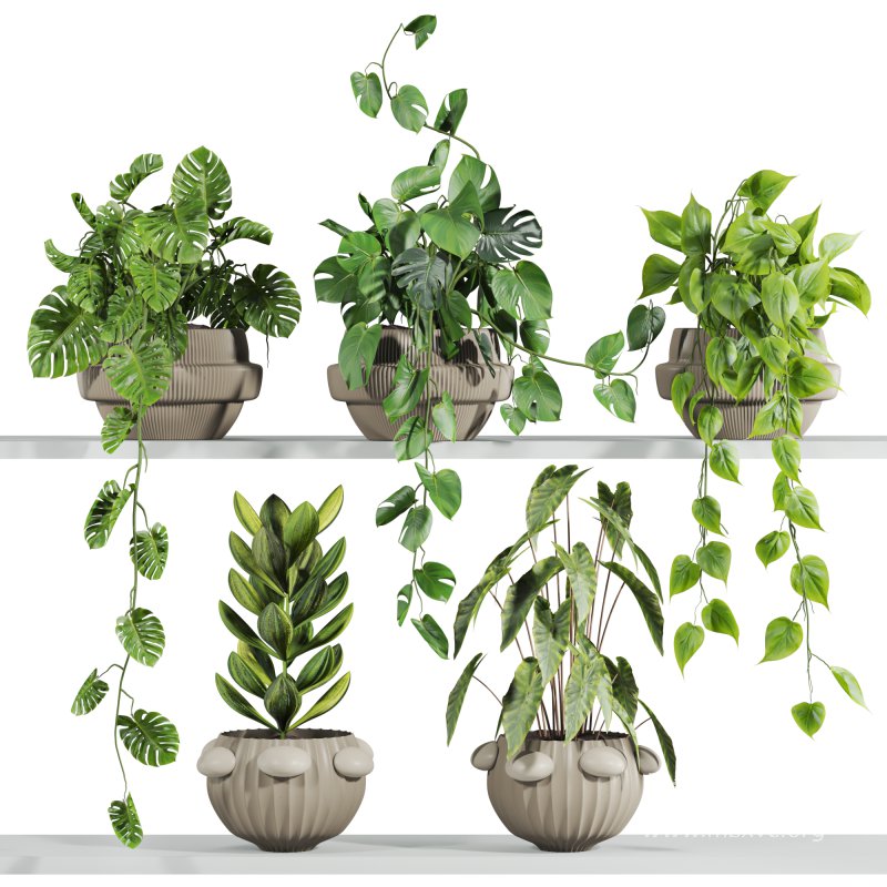 plants set - Image 1