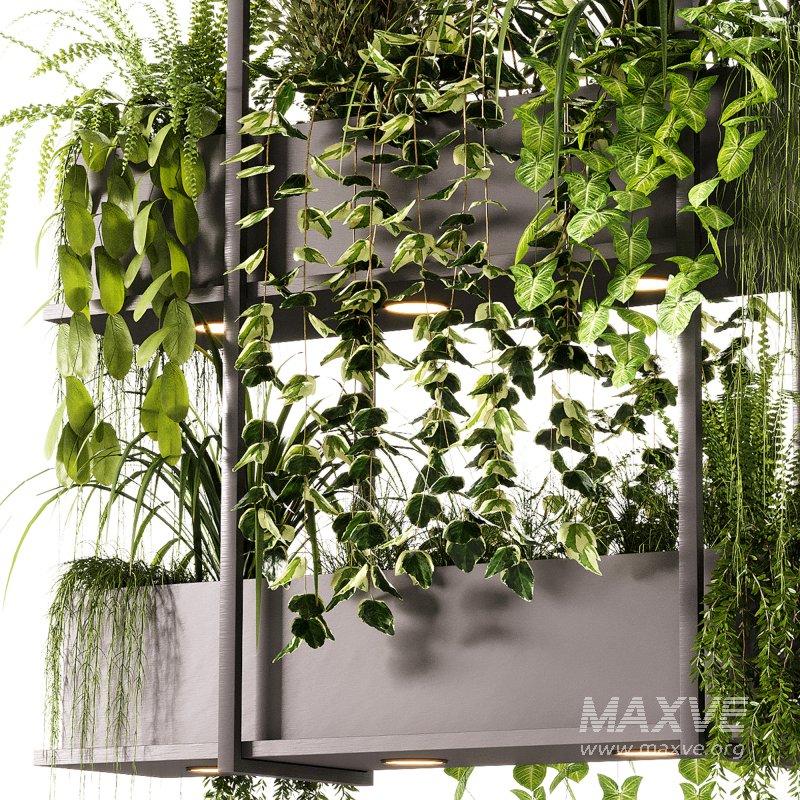 Indoor Plants – 23 Hanging plants - Image 14