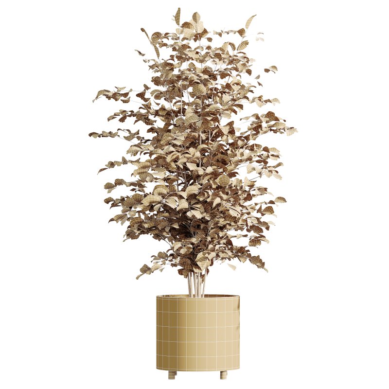 AV Indoor Plants Set 247 Ficus Indian and Hazel Erle and Yucca Elephantipes and Fan Palm - Image 6