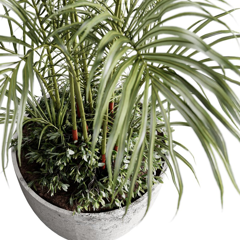 indoor plants 125 – plant in pot - Image 3