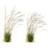 ntal grass set combines two iconic and highly architectural species known for their graceful movement and seasonal texture. - Thumbnail 1