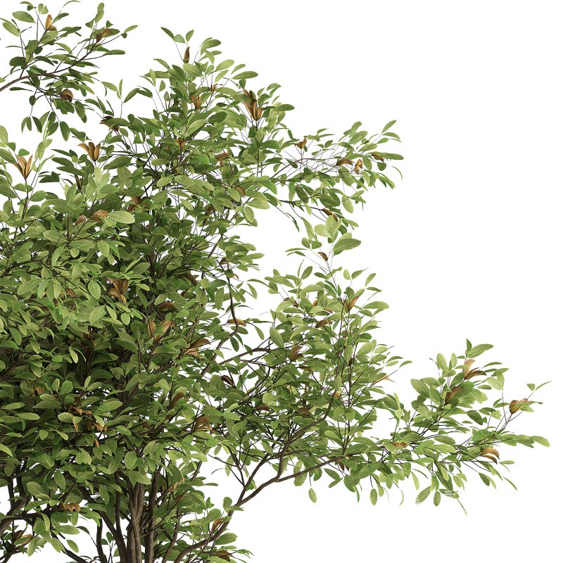 Indoor plant set 03 - Image 3