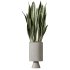 AV Indoor Plants Set 267 Areca Palm and Lemon and Green Sansevieria and Monstera Deliciosa Large Leaf and Olive - Thumbnail 4