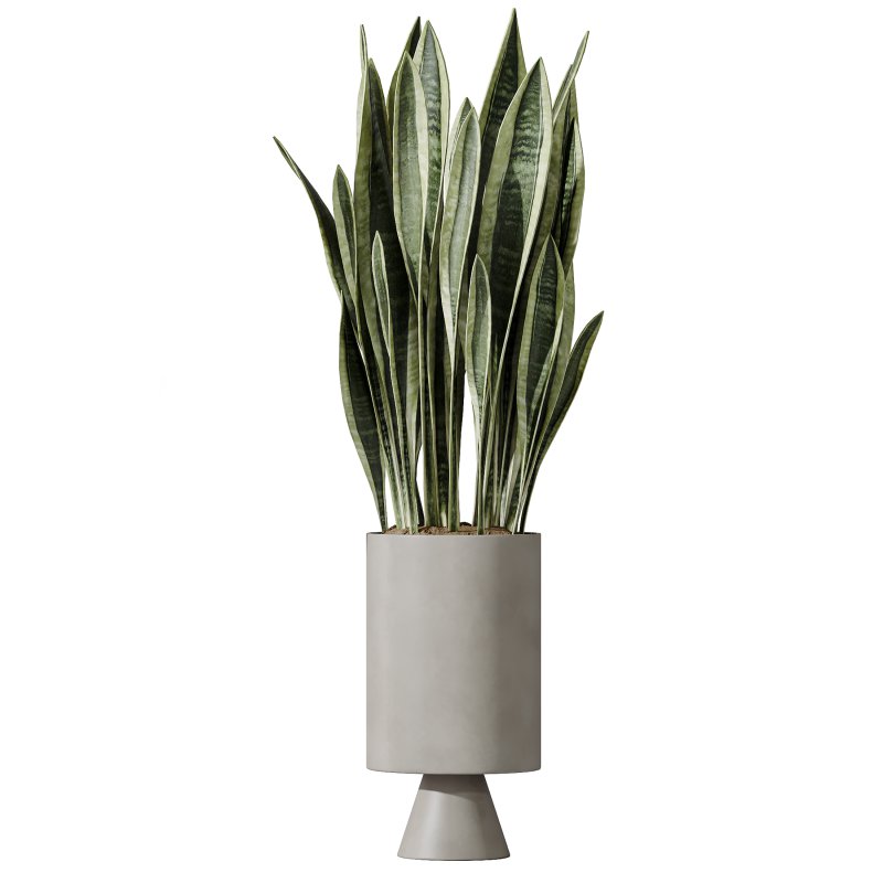 AV Indoor Plants Set 267 Areca Palm and Lemon and Green Sansevieria and Monstera Deliciosa Large Leaf and Olive - Image 4