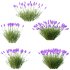 plant Grass Flower Lavandula pedunculata 02 - Thumbnail 3