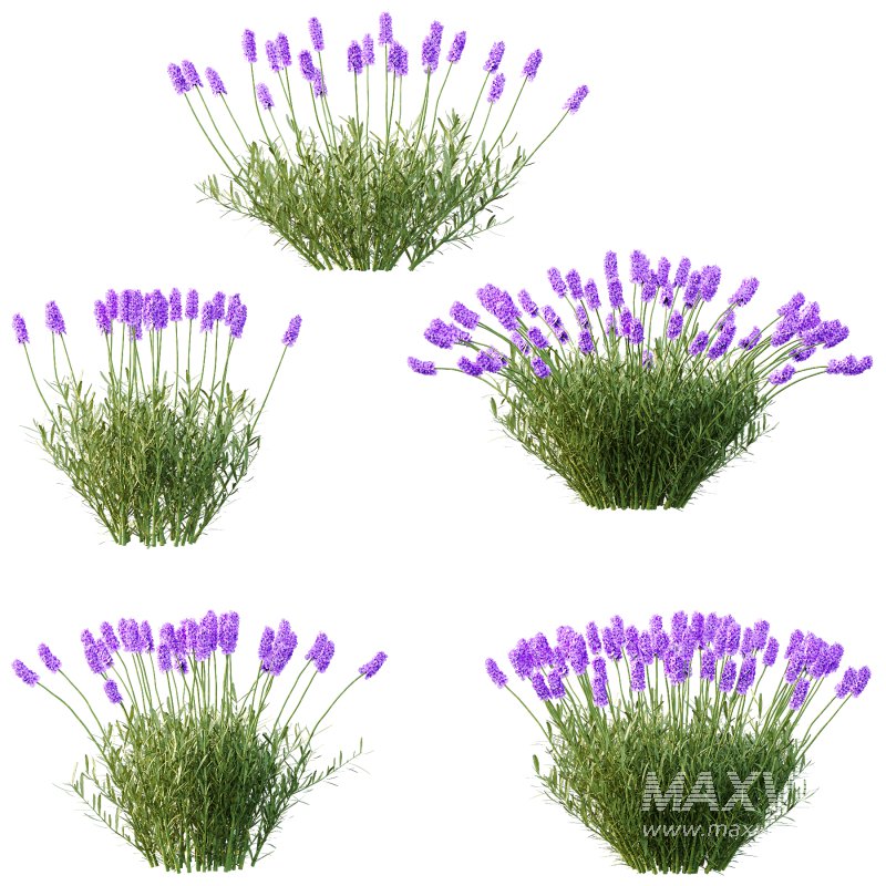 plant Grass Flower Lavandula pedunculata 02 - Image 3