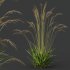 AV Molinia Caerulea Heidebraut Kleines Pfeifengras grasses - Thumbnail 6
