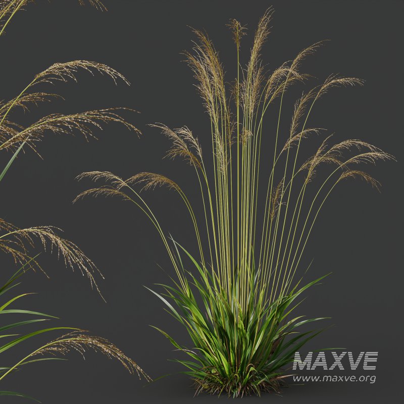 AV Molinia Caerulea Heidebraut Kleines Pfeifengras grasses - Image 6