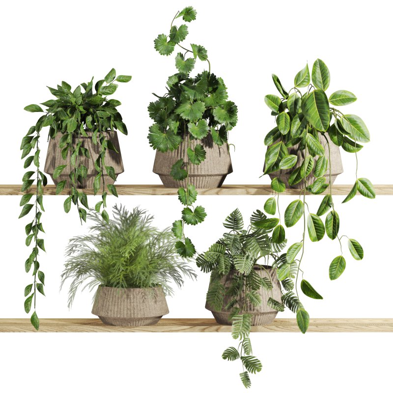 plants set on shelf - Image 1