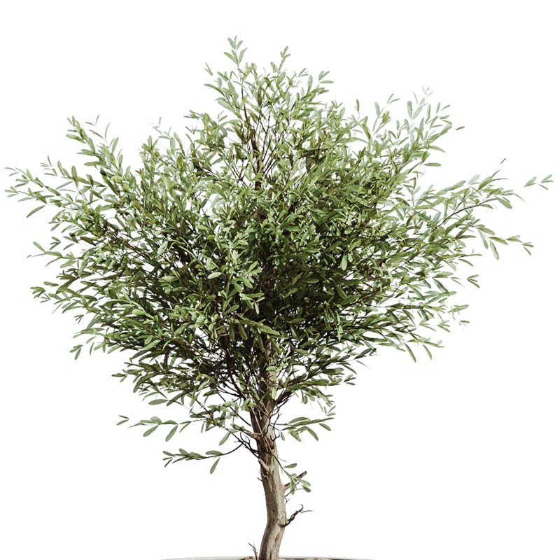 AV Indoor Plants Set 265 Olive Elegant Mission and Areca Palm and Fruit Orange Calamondin Tree - Image 4