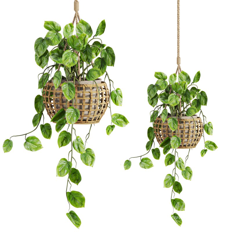 hanging plants set - Image 2