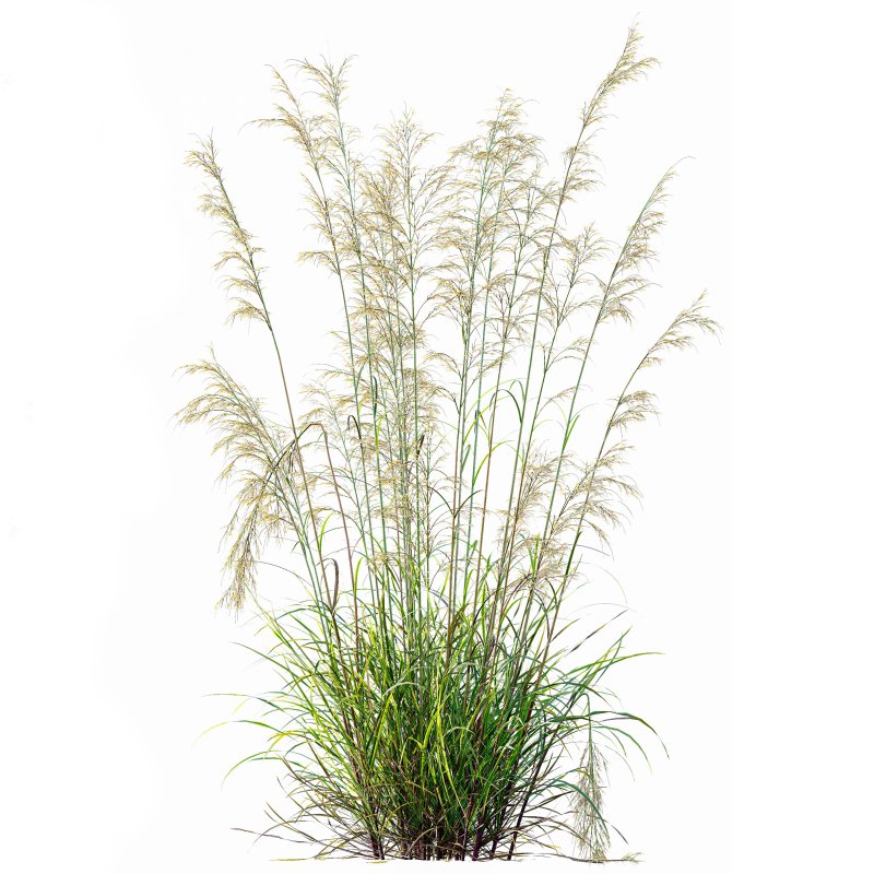 ntal grasses—**Celtica gigantea** (Golden Oats Grass) and **Nassella tenuissima** (Mexican Feather Grass)—curated for naturalistic, windswept landscapes and high-end 3D visualizations. - Image 4