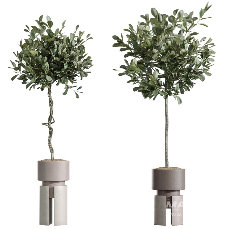 AV Indoor Plants Set 269 Ficus Microcarpa Moclame and Olive Elegant and Japandi Ficus Dracaena Marginata - Image 3