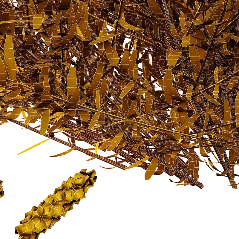 plant bush Flower Lavandula pedunculata 02 - Image 7