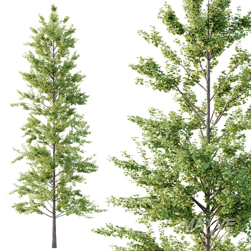 Maidenhair Ginkgo Biloba Tree 10 - Image 5