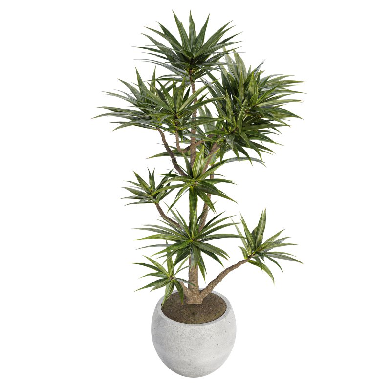 Indoor plant 06-Yocca Plant - Image 2