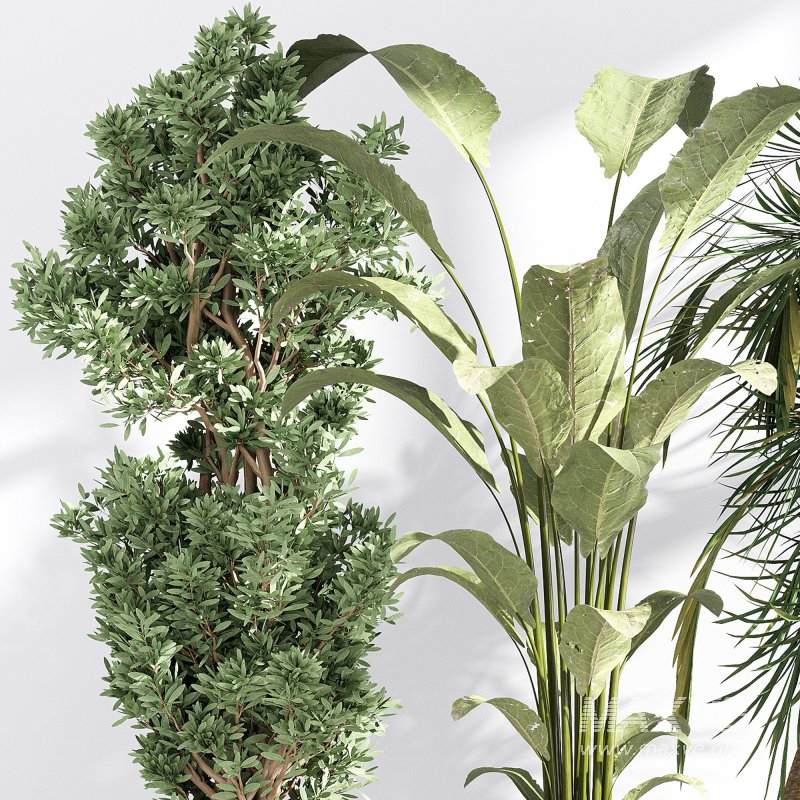 Indoor collection plants set 03 - Image 3