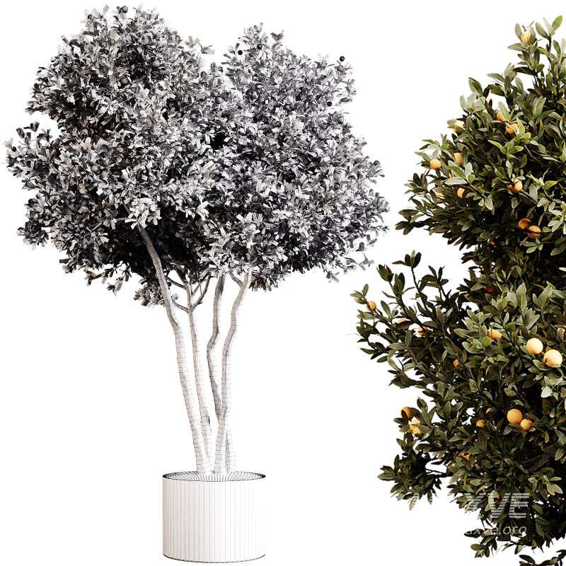 Indoor plants 80 – Plant in pot - Image 4