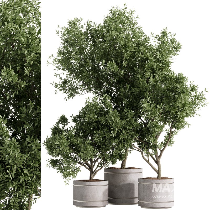 indoor plants – 42 plant in pot - Image 1