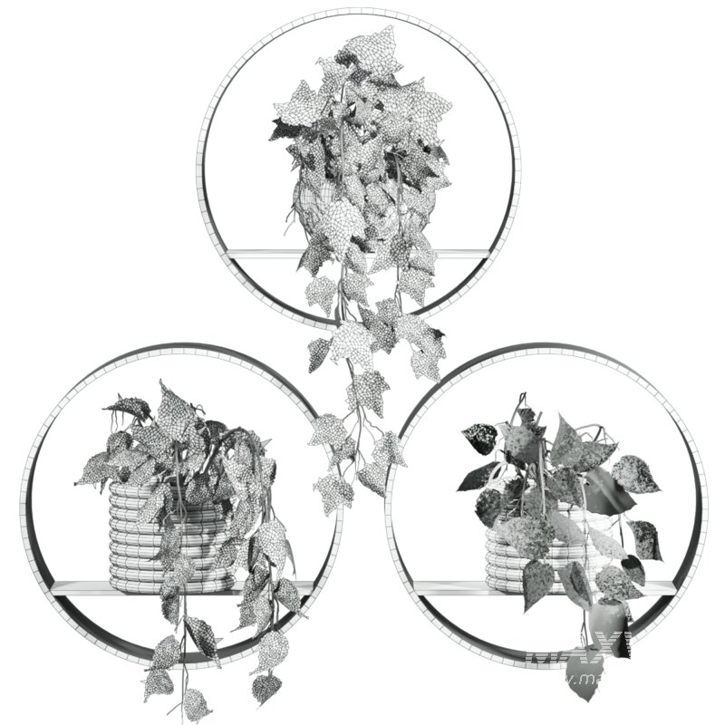 plants on shelf - Image 2