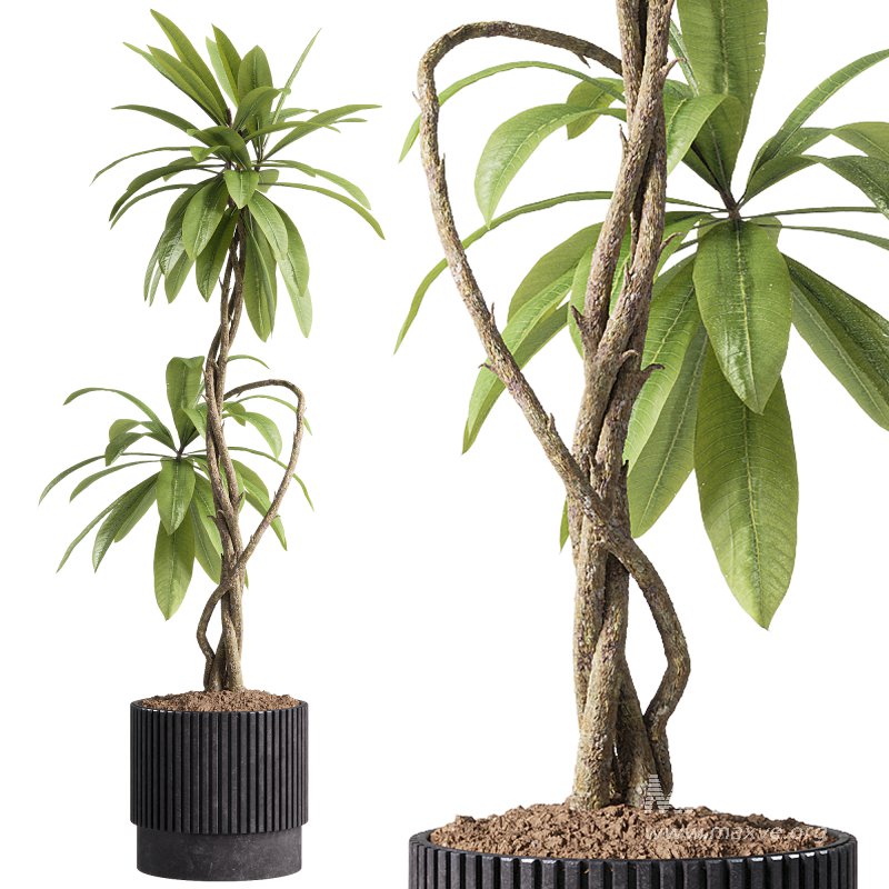 indoor plants – 58 plant in pot - Image 3